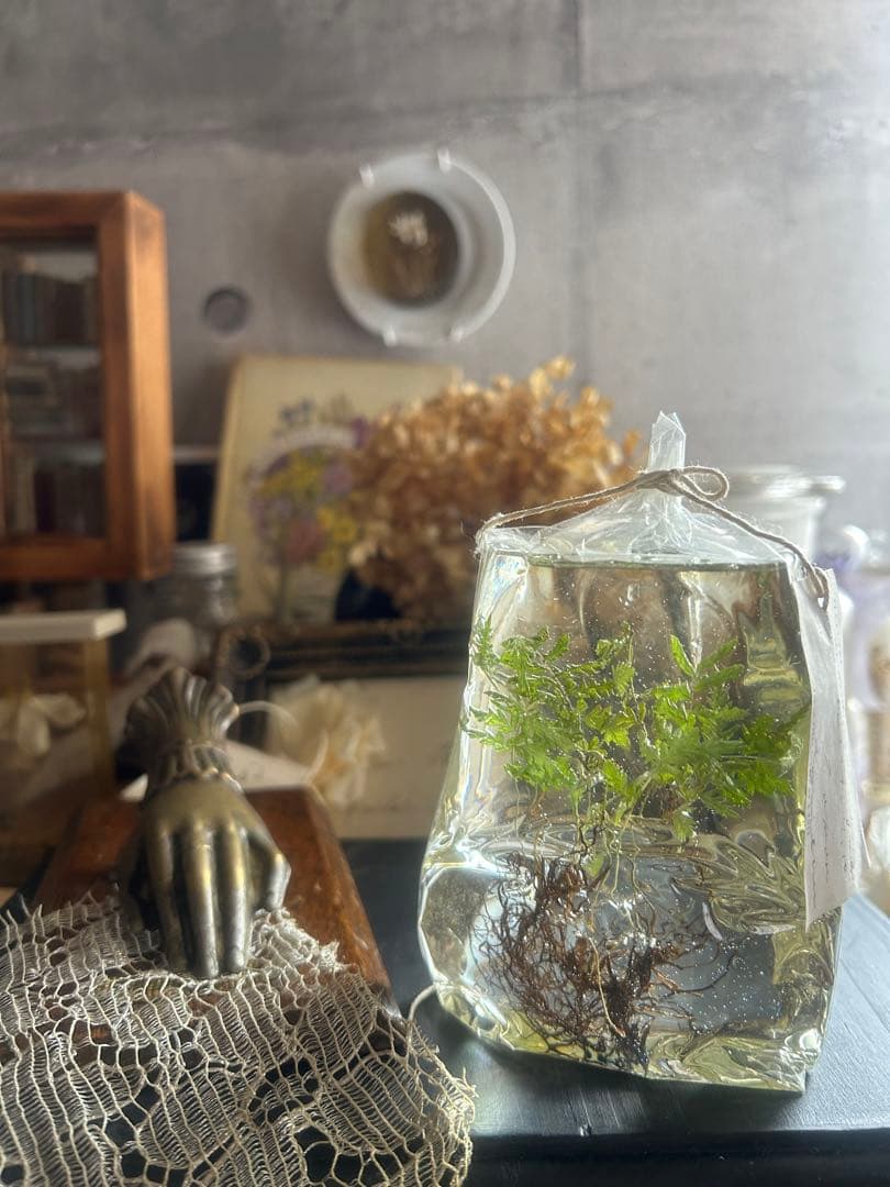 errer 根っこ付き水草 筆記体タグ付き 植物標本 アンティーク 樹脂標本