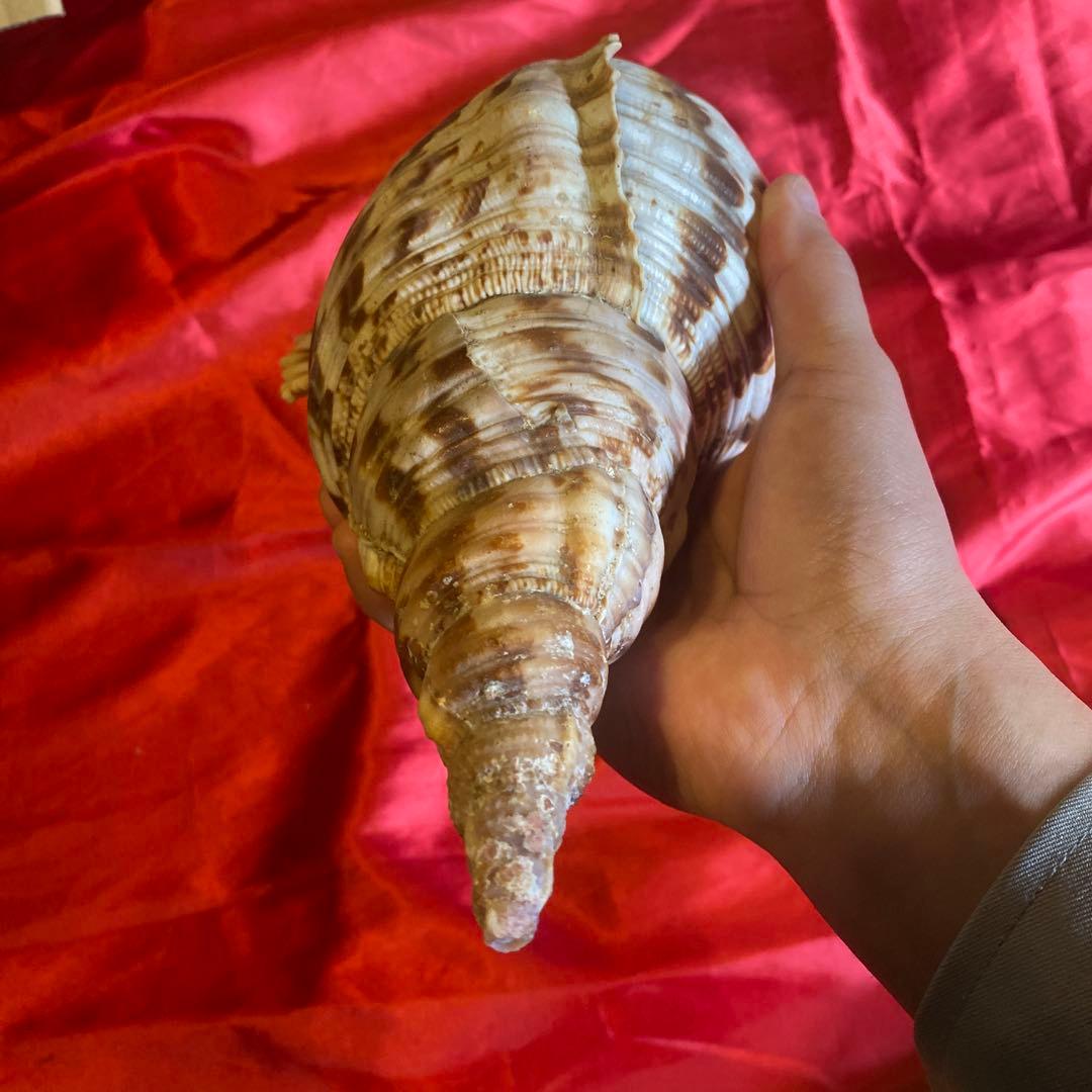 法螺貝　材料　約35cm 素材　魔除け