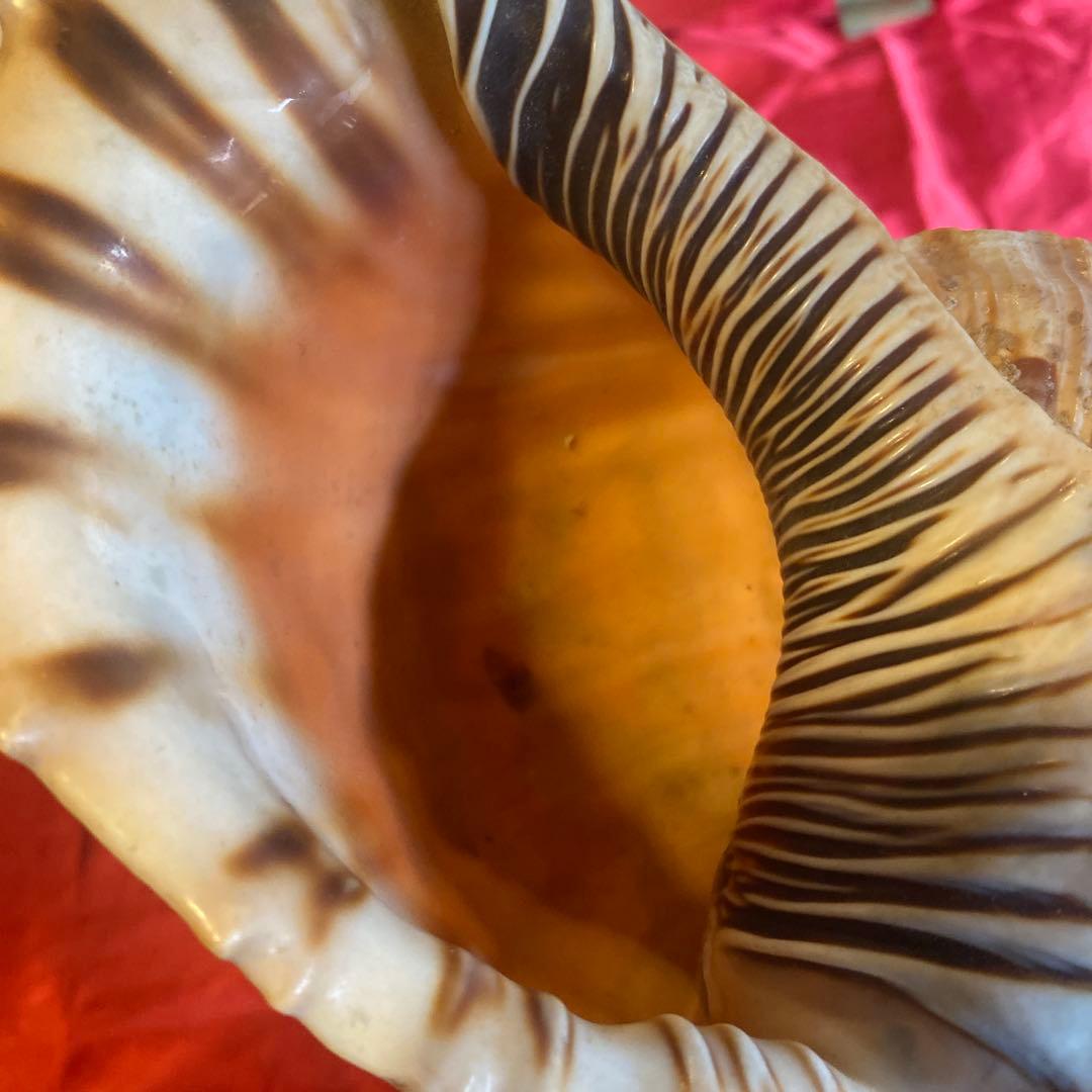 法螺貝　材料　約35cm 素材　魔除け