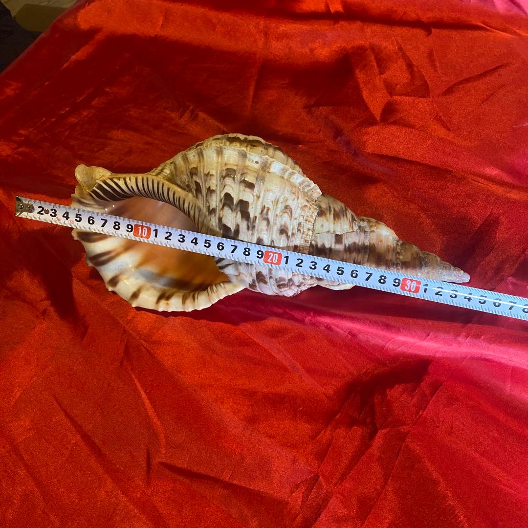 法螺貝　材料　約35cm 素材　魔除け