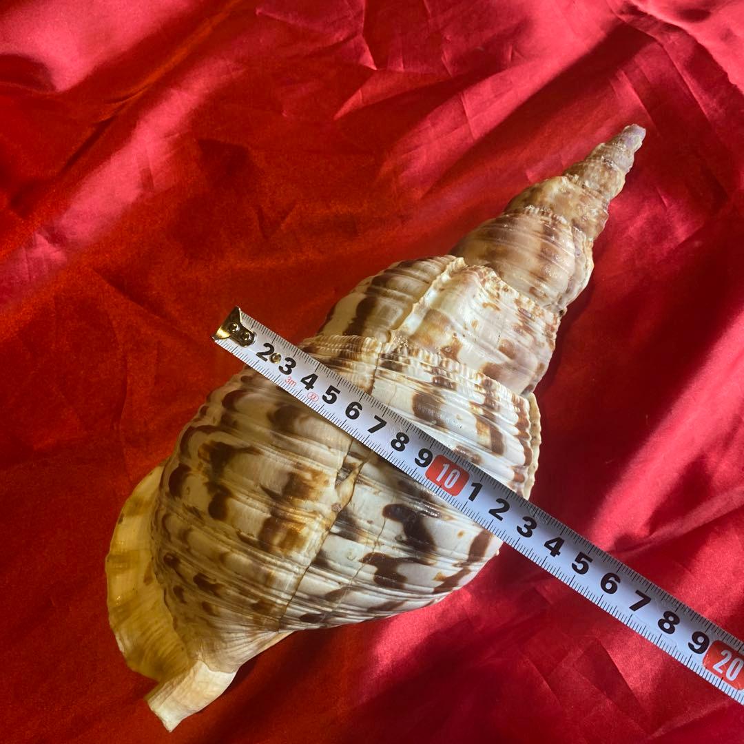 法螺貝　材料　約35cm 素材　魔除け