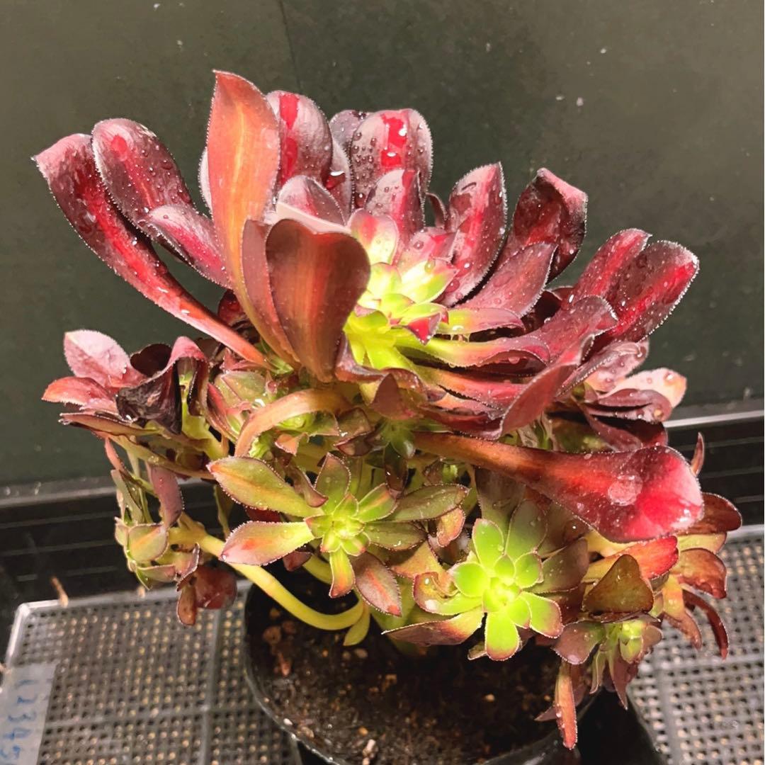 57#植物アエオニウム錦❤️シャネル 变異夕焼け❤️1大頭19つ子芽25cm拔き苗