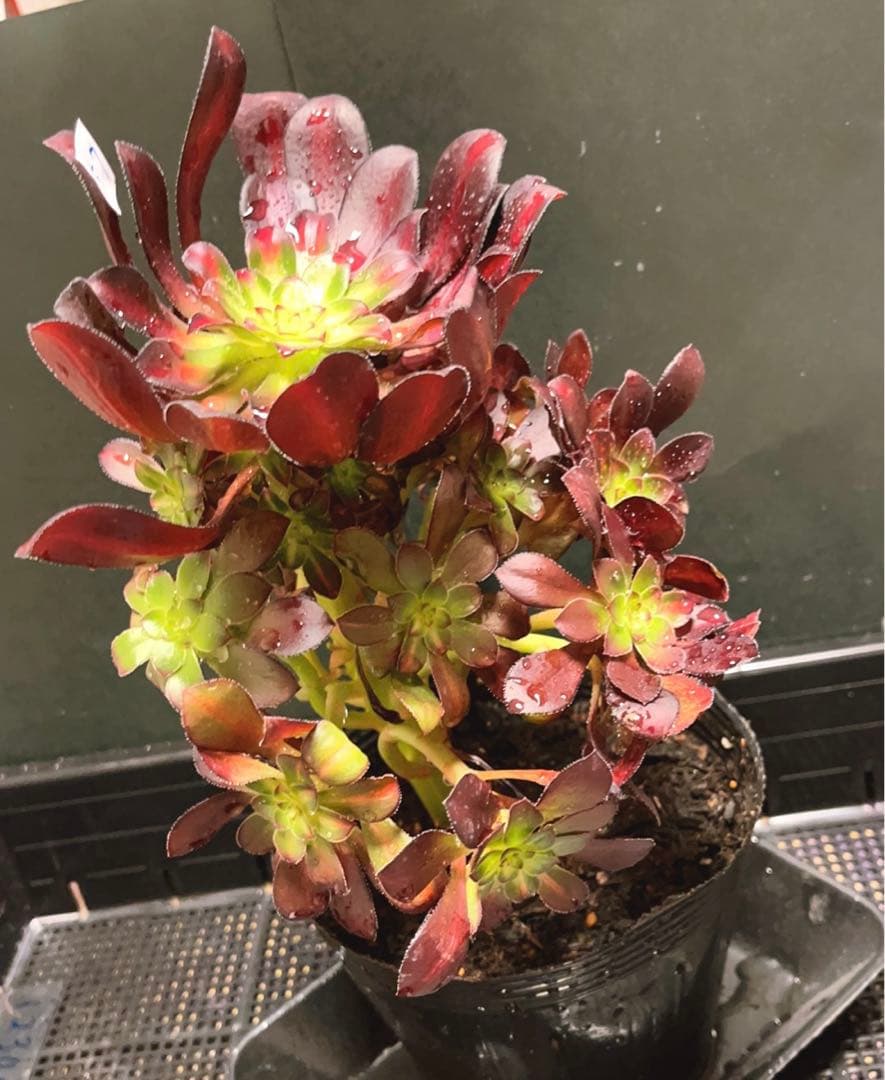 57#植物アエオニウム錦❤️シャネル 变異夕焼け❤️1大頭19つ子芽25cm拔き苗