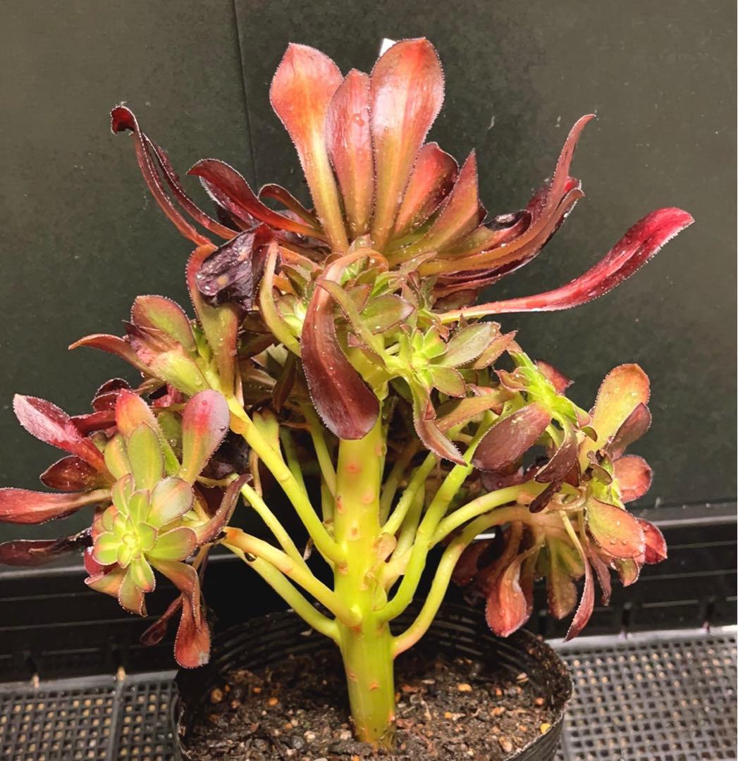 57#植物アエオニウム錦❤️シャネル 变異夕焼け❤️1大頭19つ子芽25cm拔き苗