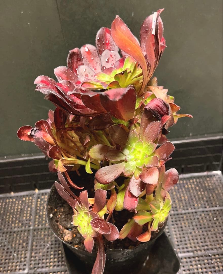 57#植物アエオニウム錦❤️シャネル 变異夕焼け❤️1大頭19つ子芽25cm拔き苗