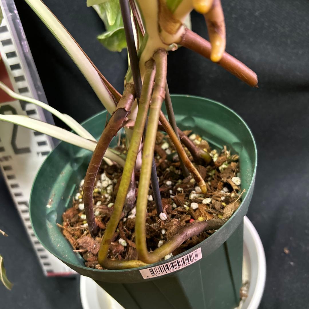 美しい斑入りモンステラボルシギアナホワイトタイガー鉢植えまま発送‼️