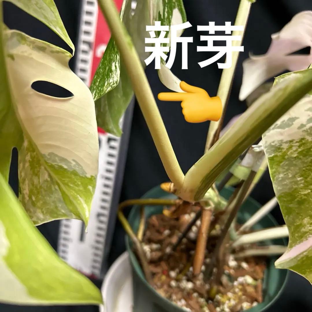 美しい斑入りモンステラボルシギアナホワイトタイガー鉢植えまま発送‼️