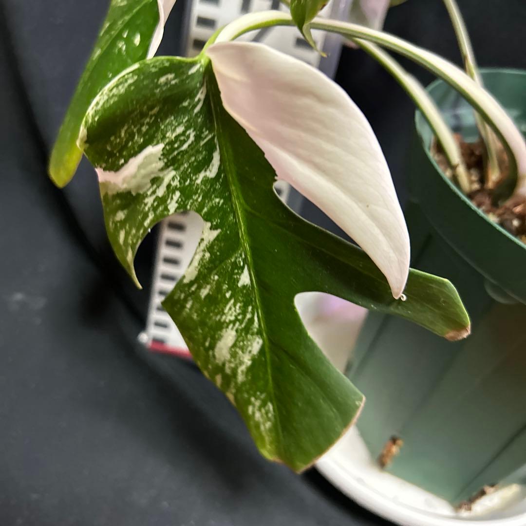 美しい斑入りモンステラボルシギアナホワイトタイガー鉢植えまま発送‼️