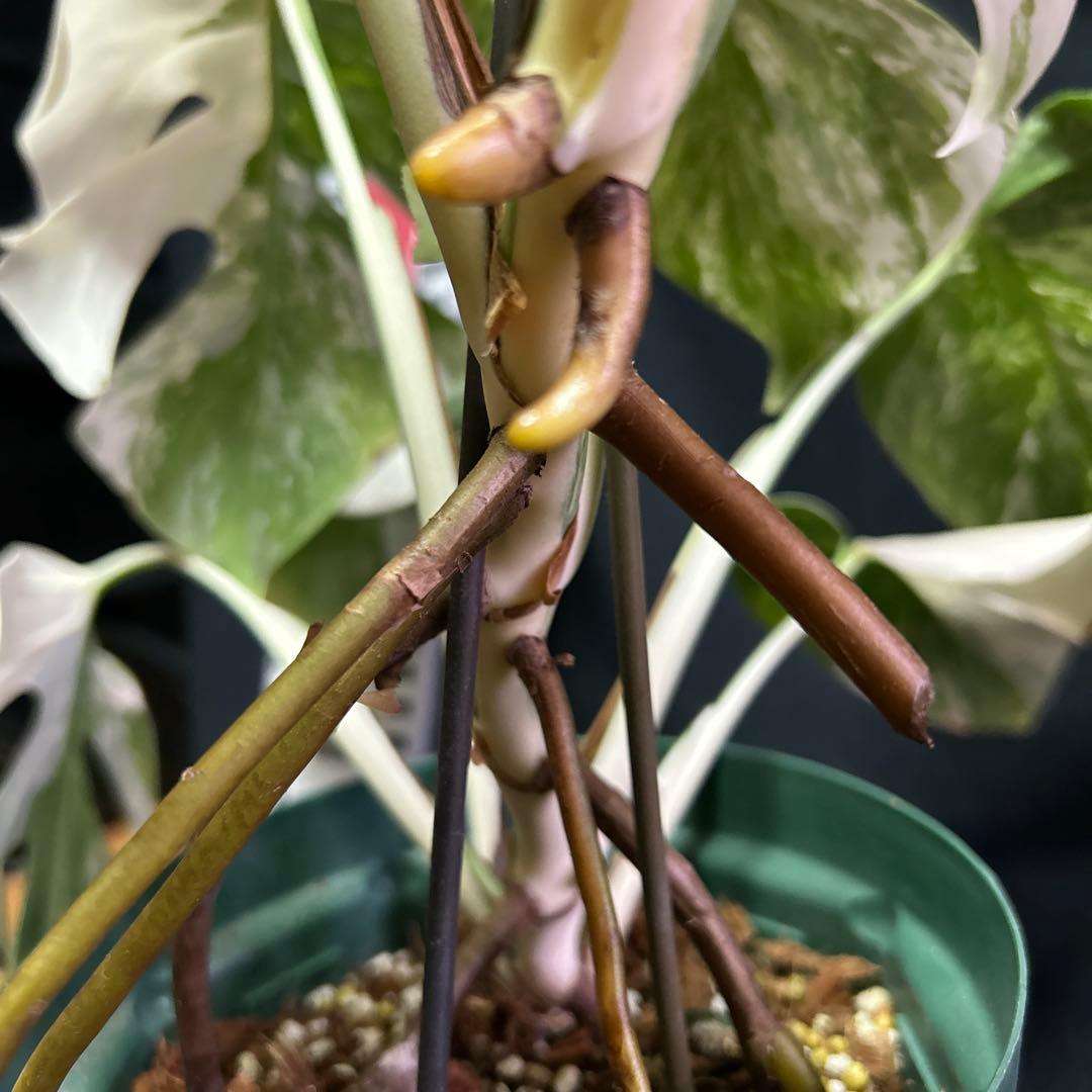 美しい斑入りモンステラボルシギアナホワイトタイガー鉢植えまま発送‼️