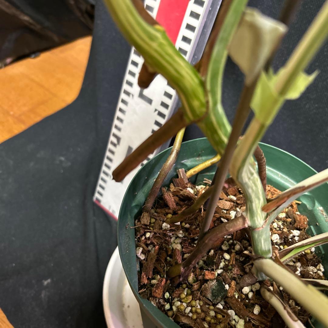 美しい斑入りモンステラボルシギアナホワイトタイガー鉢植えまま発送‼️