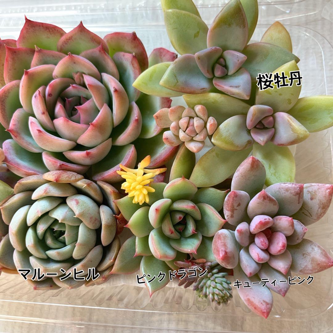 多肉植物 カット苗詰め合わせ 寄せ植えセット 《72》 エケベリア 多肉