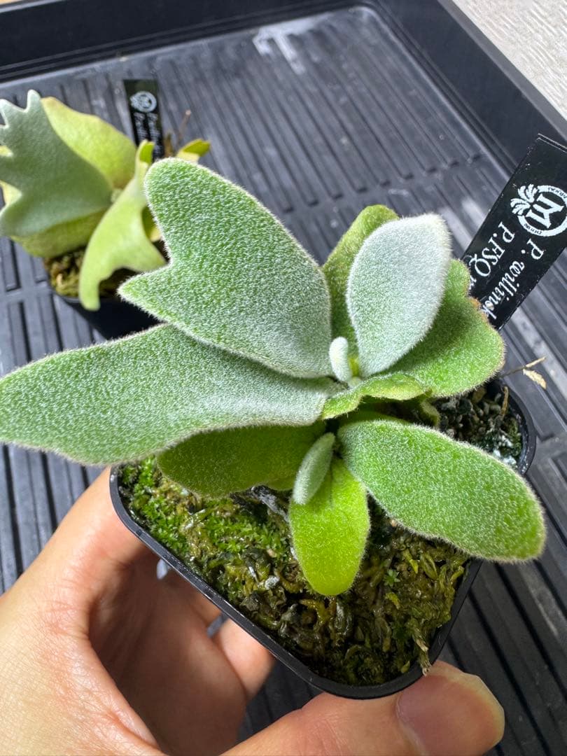 ビカクシダ　2種