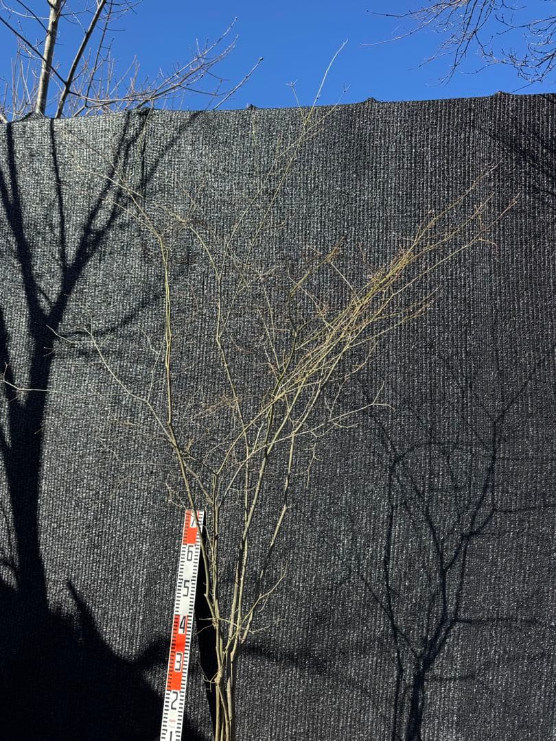 山採り　ヤマモミジ　株立ち　美幹　自然樹形　【品番3529】