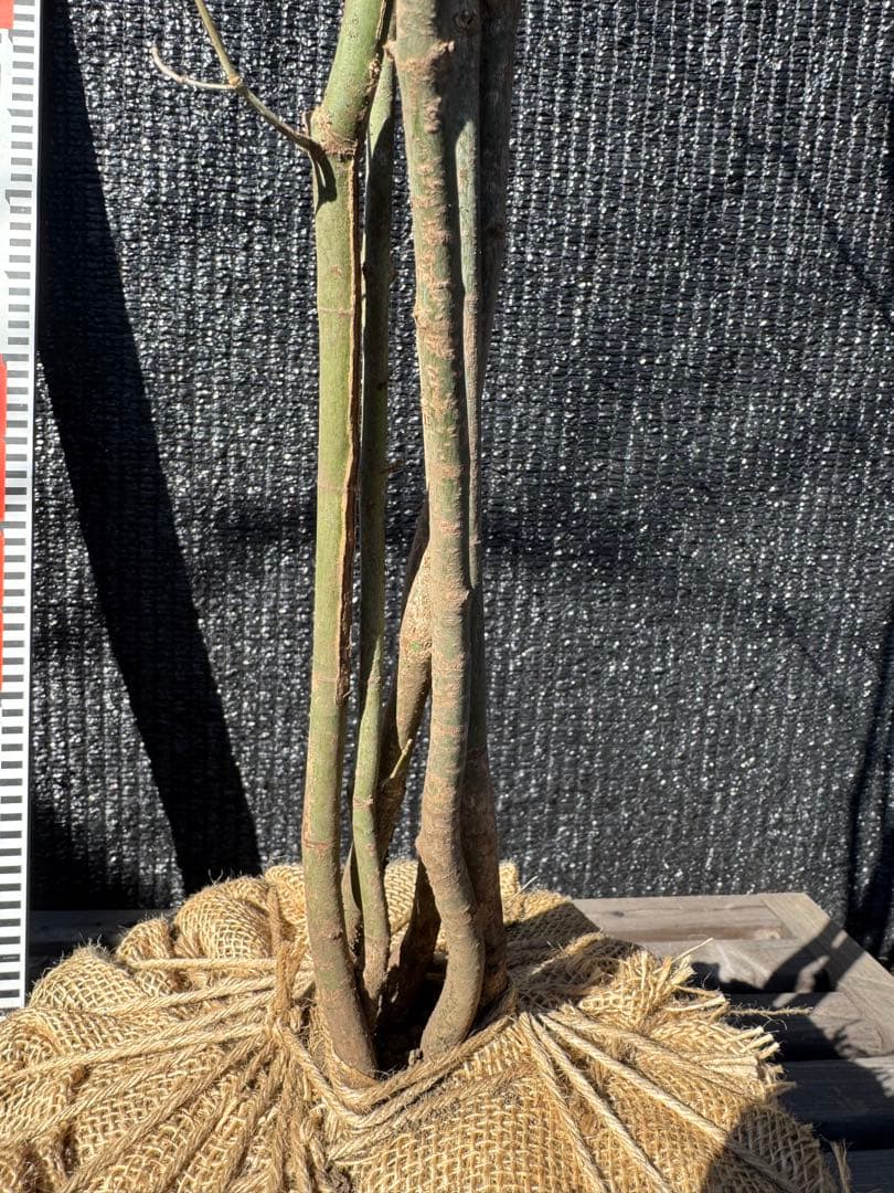 山採り　ヤマモミジ　株立ち　美幹　自然樹形　【品番3529】