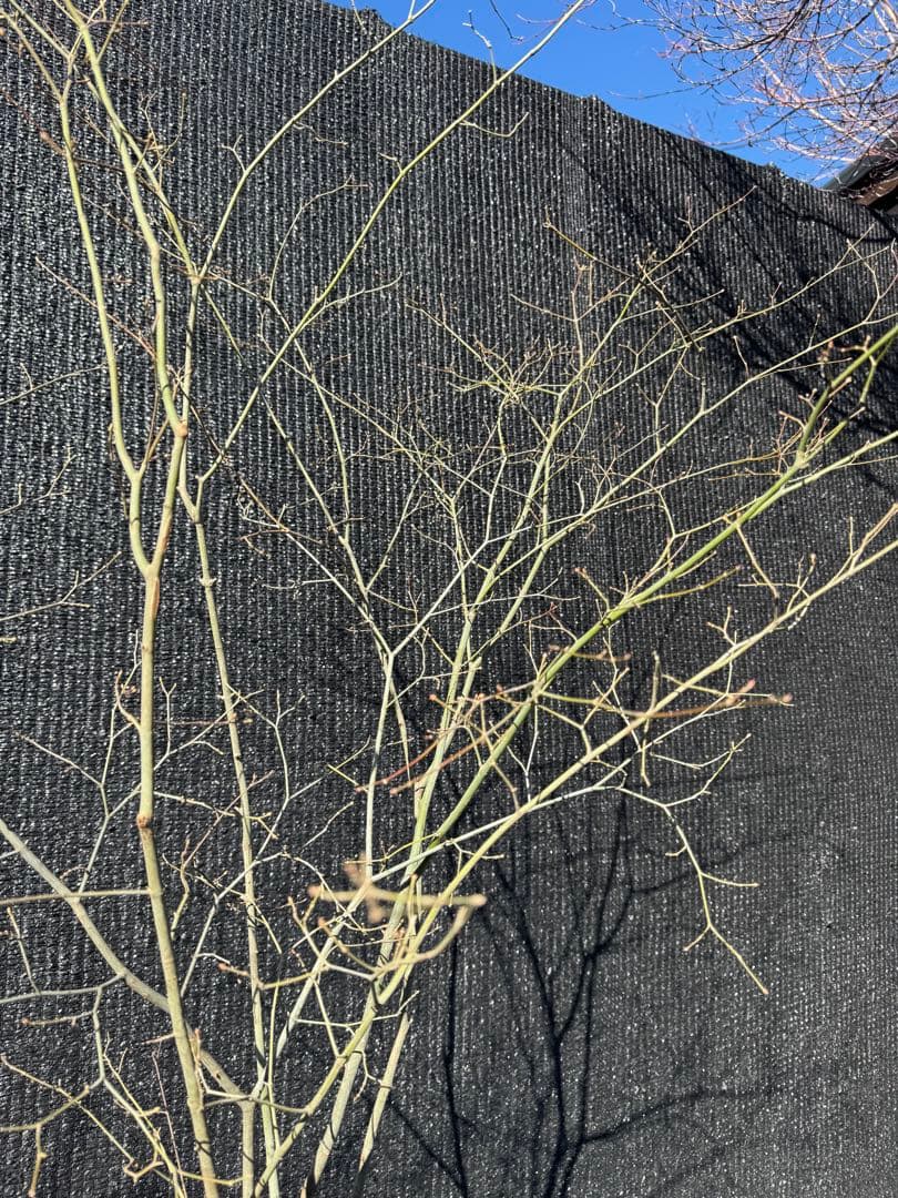 山採り　ヤマモミジ　株立ち　美幹　自然樹形　【品番3529】