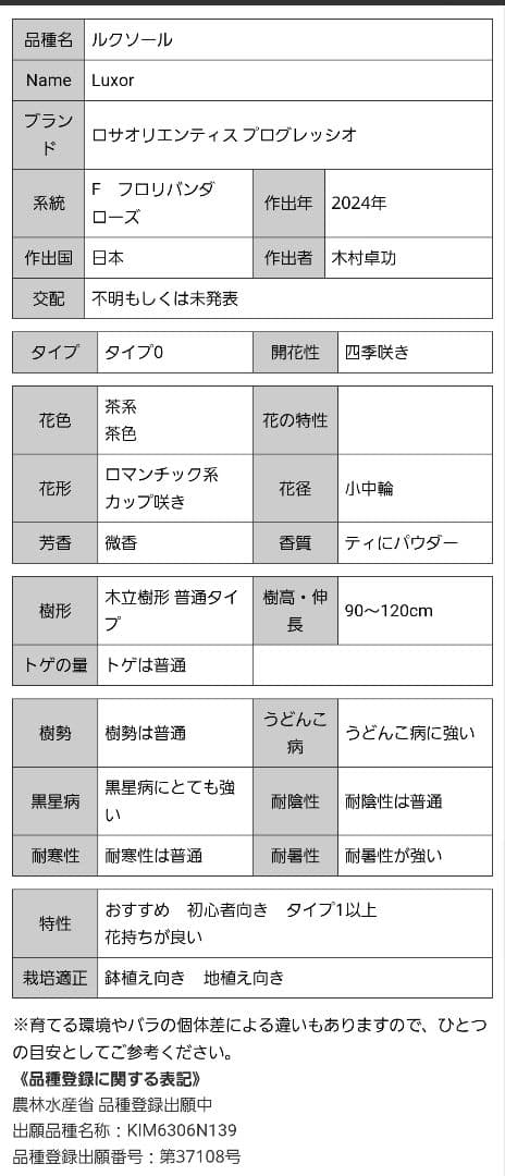 【冬季大苗】バラ苗 ルクソール 国産苗 6号鉢植え