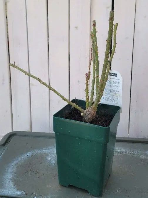 【冬季大苗】バラ苗 ルクソール 国産苗 6号鉢植え