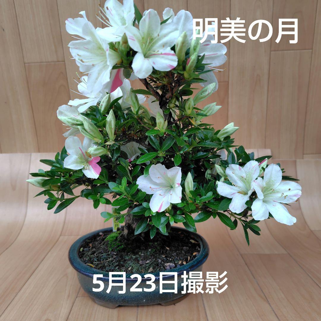 さつき盆栽【明美の月】皐月盆栽 - メルカリ