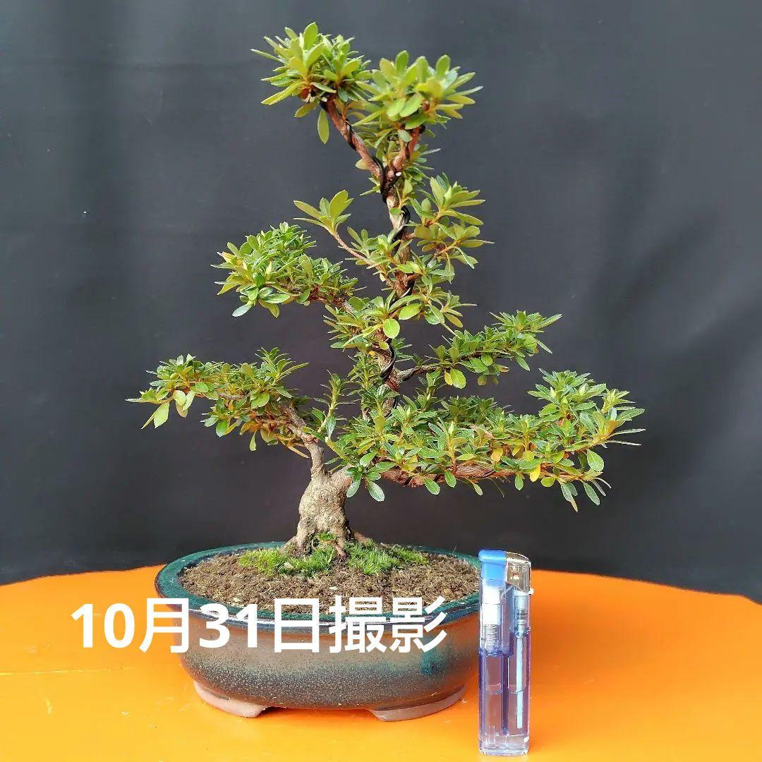 さつき盆栽【明美の月】皐月盆栽 - メルカリ