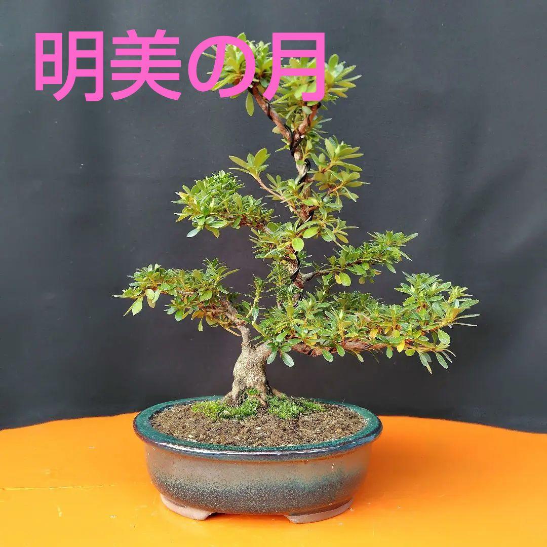 さつき盆栽【明美の月】皐月盆栽 - メルカリ