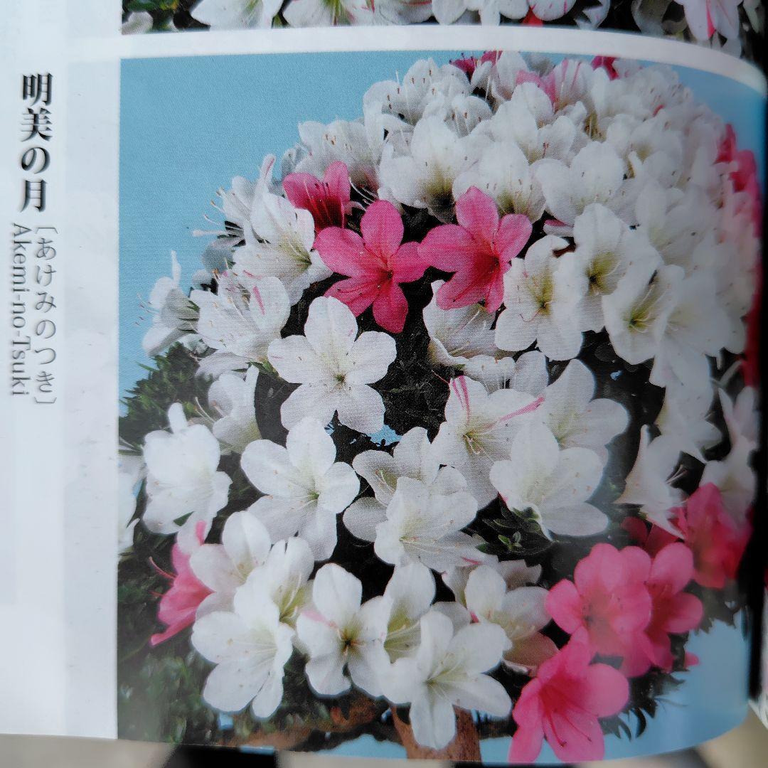 さつき盆栽【明美の月】皐月盆栽 - メルカリ