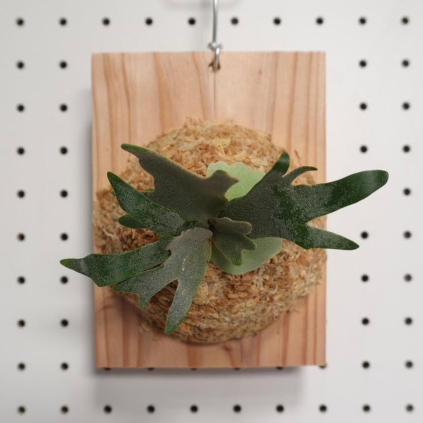 ビカクシダ OMG ウィリンキードワーフ 板付 O-7