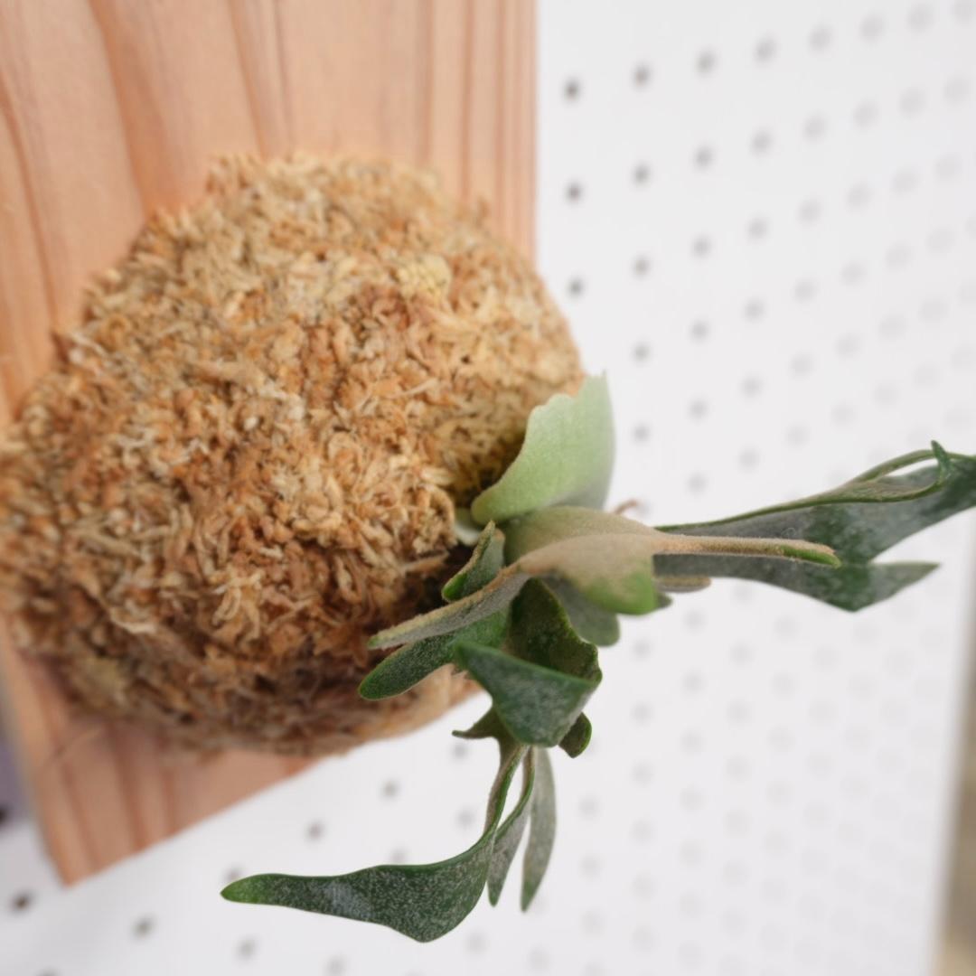 ビカクシダ OMG ウィリンキードワーフ 板付 O-7