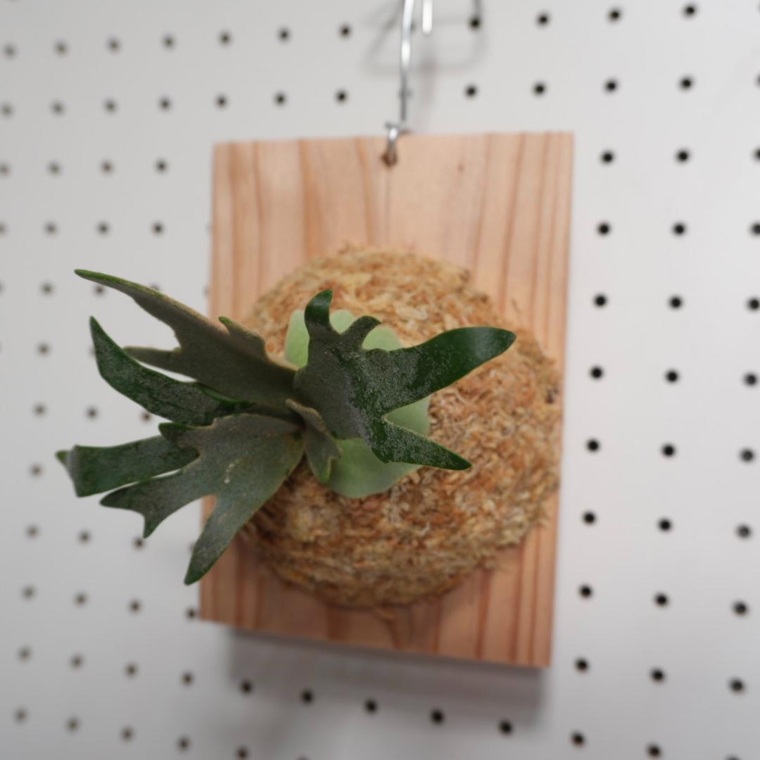 ビカクシダ OMG ウィリンキードワーフ 板付 O-7