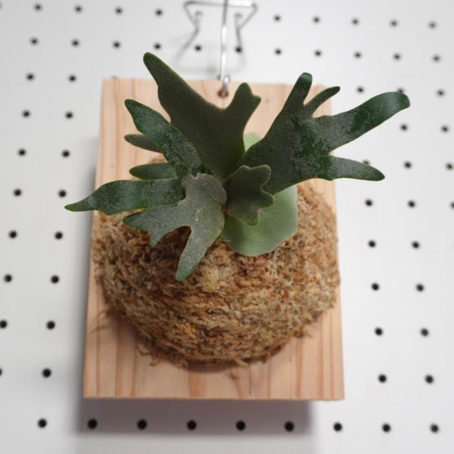 ビカクシダ OMG ウィリンキードワーフ 板付 O-7