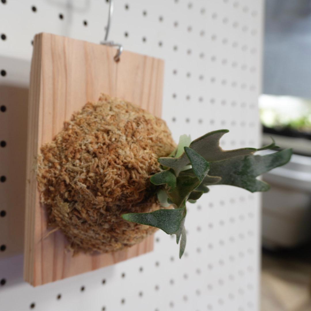 ビカクシダ OMG ウィリンキードワーフ 板付 O-7