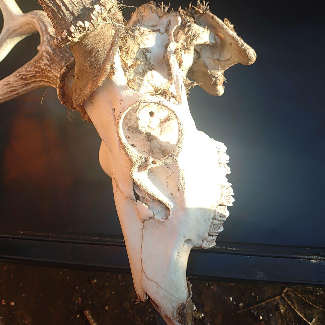 新年思い切って値引き！蝦夷鹿の角、頭付き①85くらい