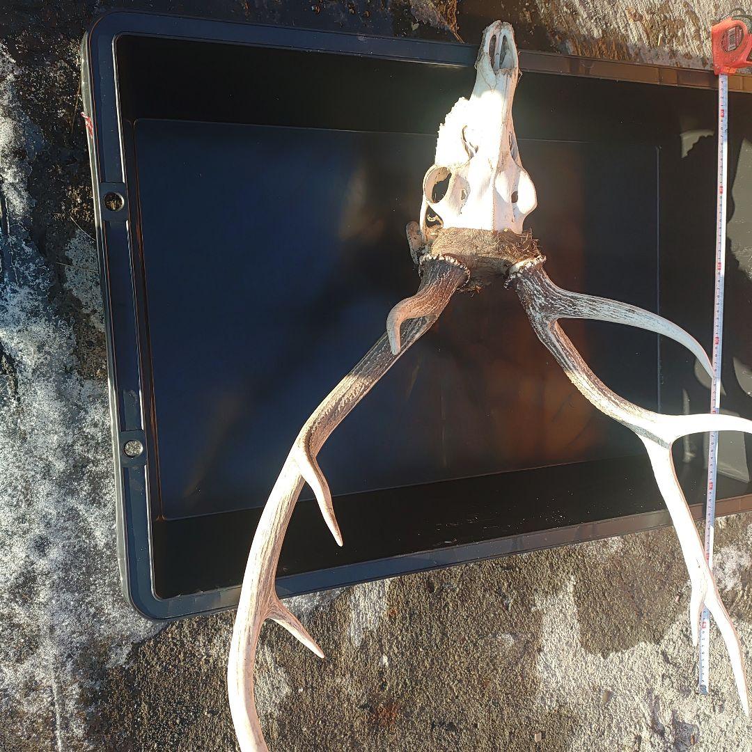 新年思い切って値引き！蝦夷鹿の角、頭付き①85くらい