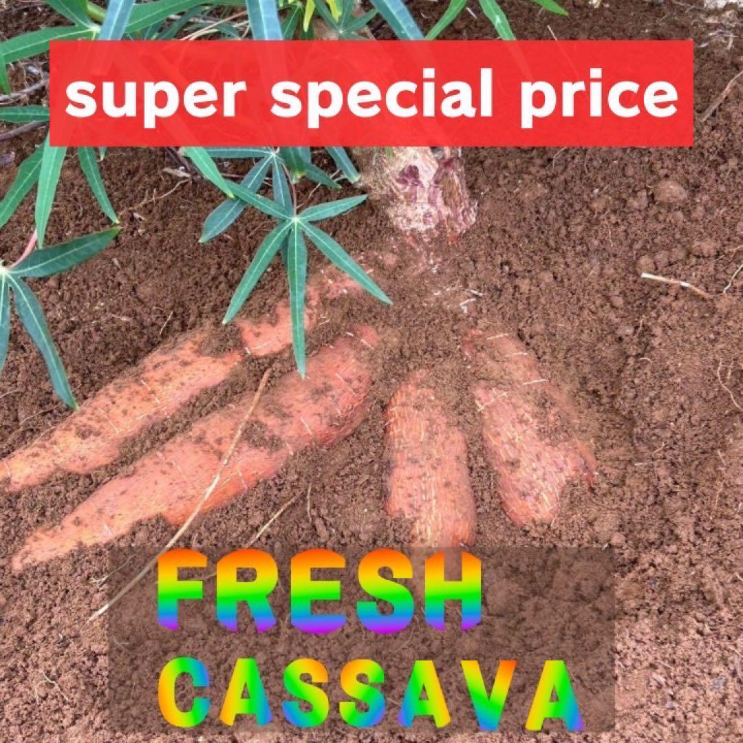 キャッサバ苗木『黄色甘味種』100本