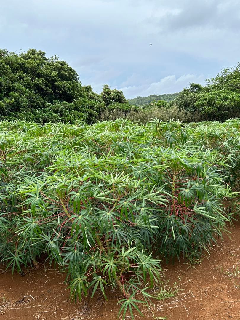 キャッサバ苗木『黄色甘味種』100本