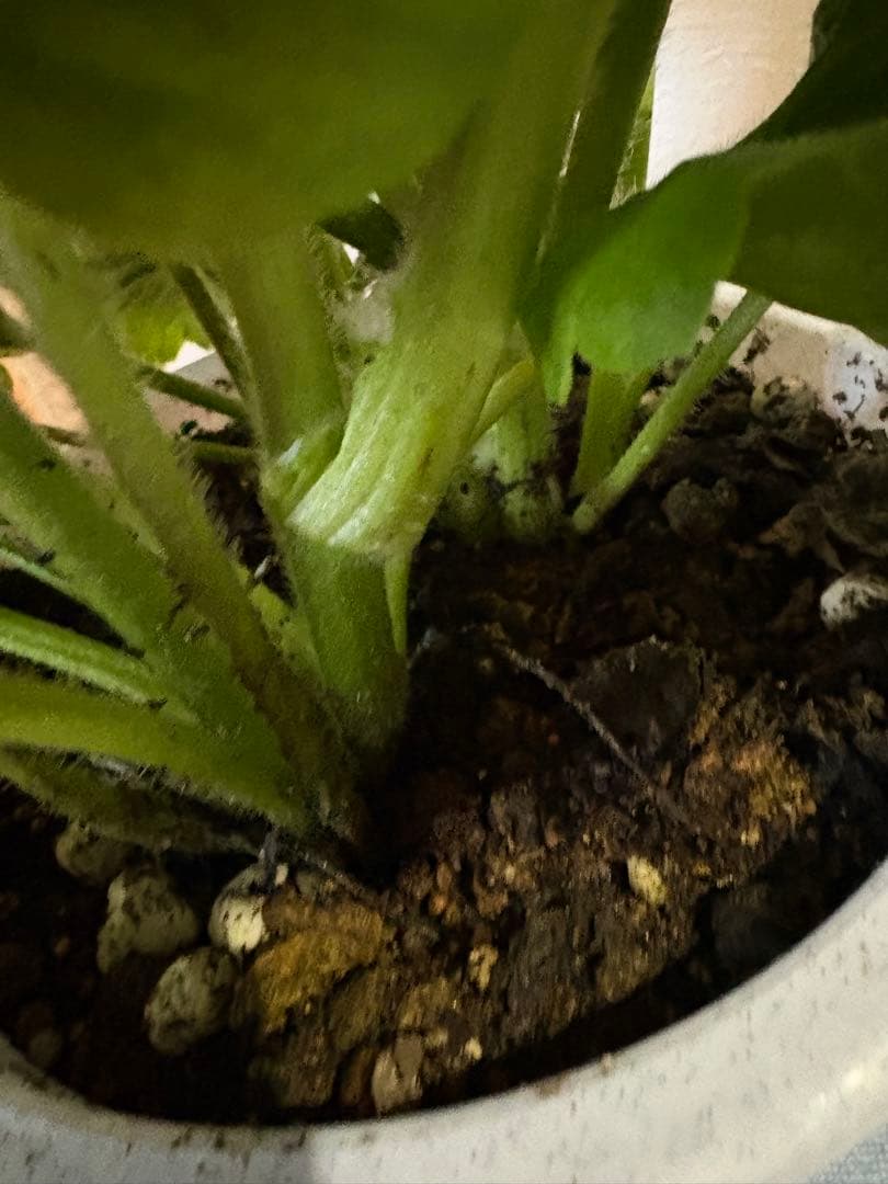 mie様ご確認用♡ラナンキュラスラックス♡テセウス♡5号♡メルカリ便