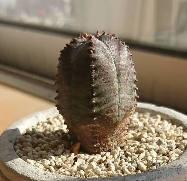 ユーフォルビア オベサ(メス) 大変珍しい5稜！ - メルカリ