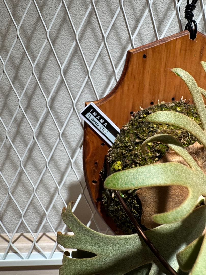 P. willinckii Jenny TC P-BORD×Z-hego