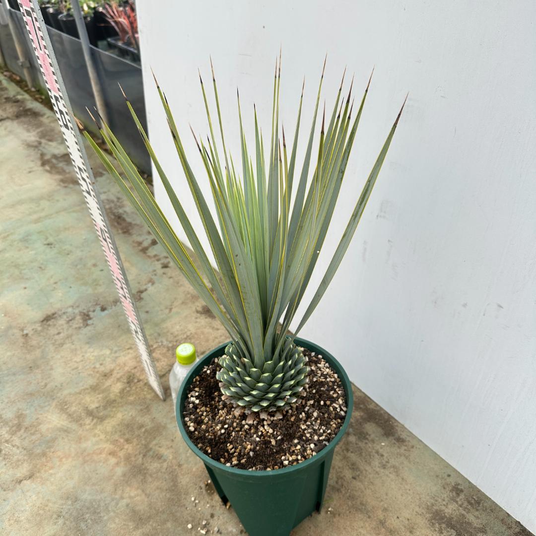 AL1036】ユッカ ロストラータ 超美形 シルバーブルー個体 ユッカ