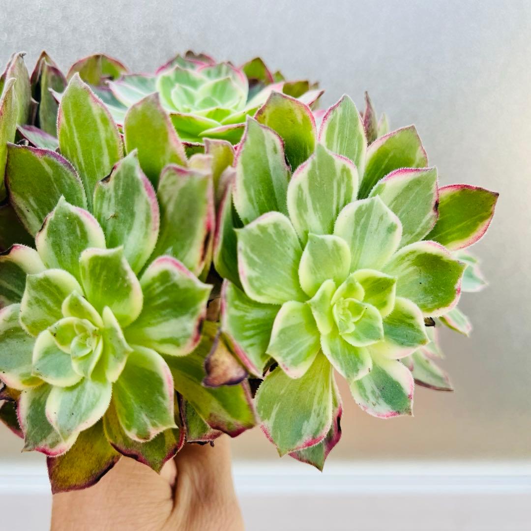 51.【現品　そのまま発送】「カラフルランターンズ」葉焼け・傷有り　立派な大群生