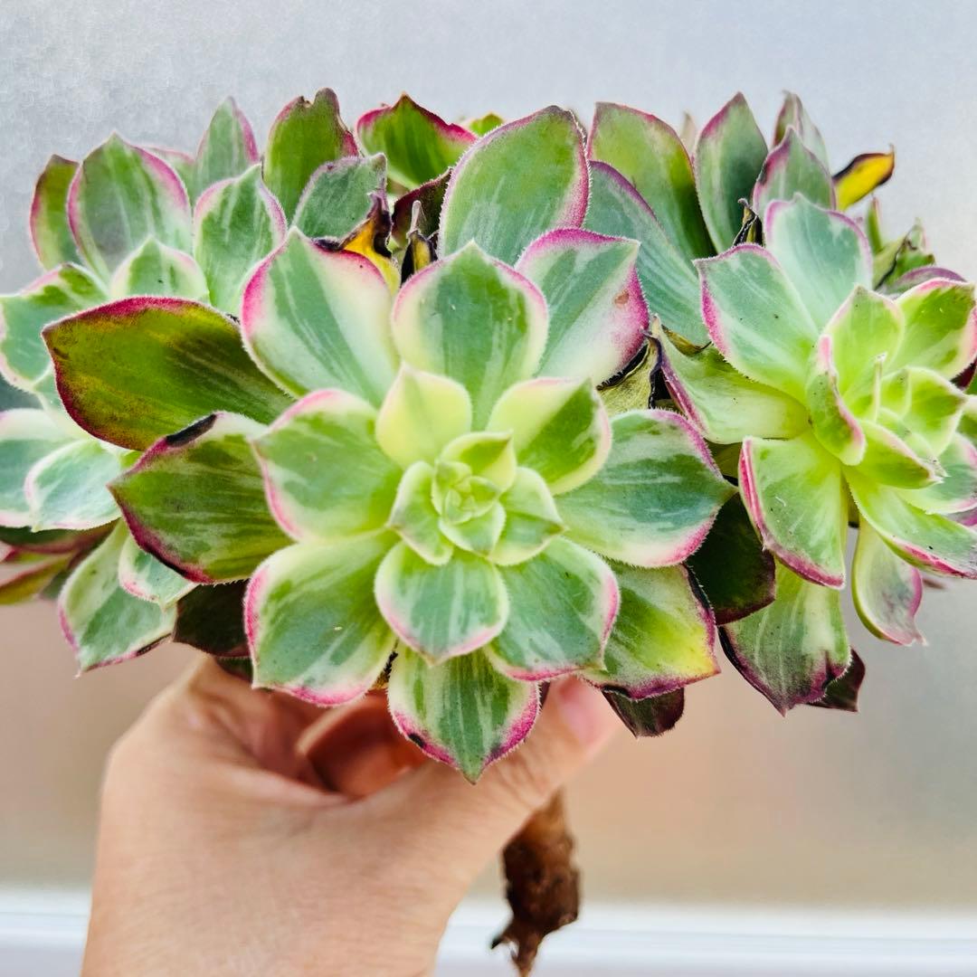 51.【現品　そのまま発送】「カラフルランターンズ」葉焼け・傷有り　立派な大群生