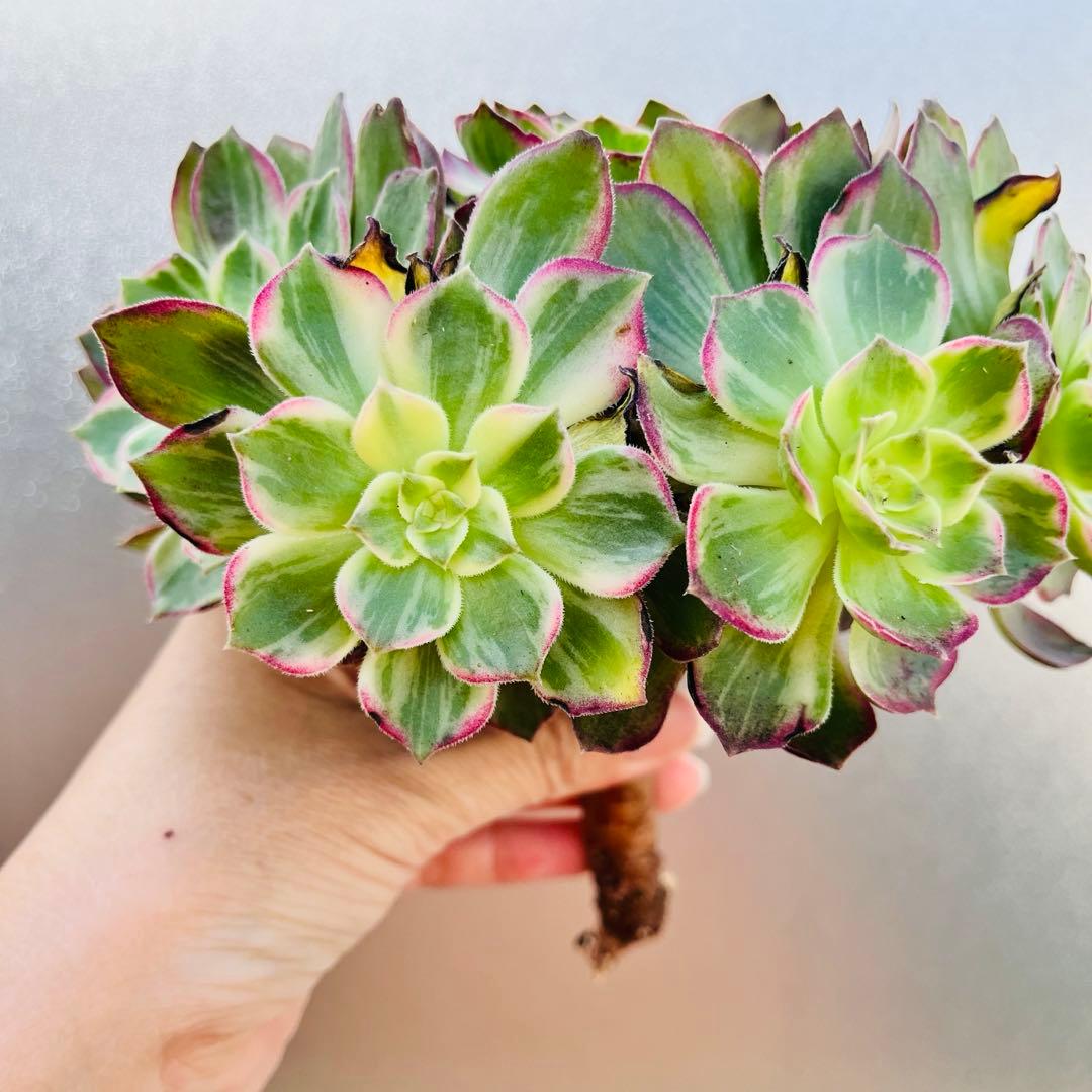 51.【現品　そのまま発送】「カラフルランターンズ」葉焼け・傷有り　立派な大群生