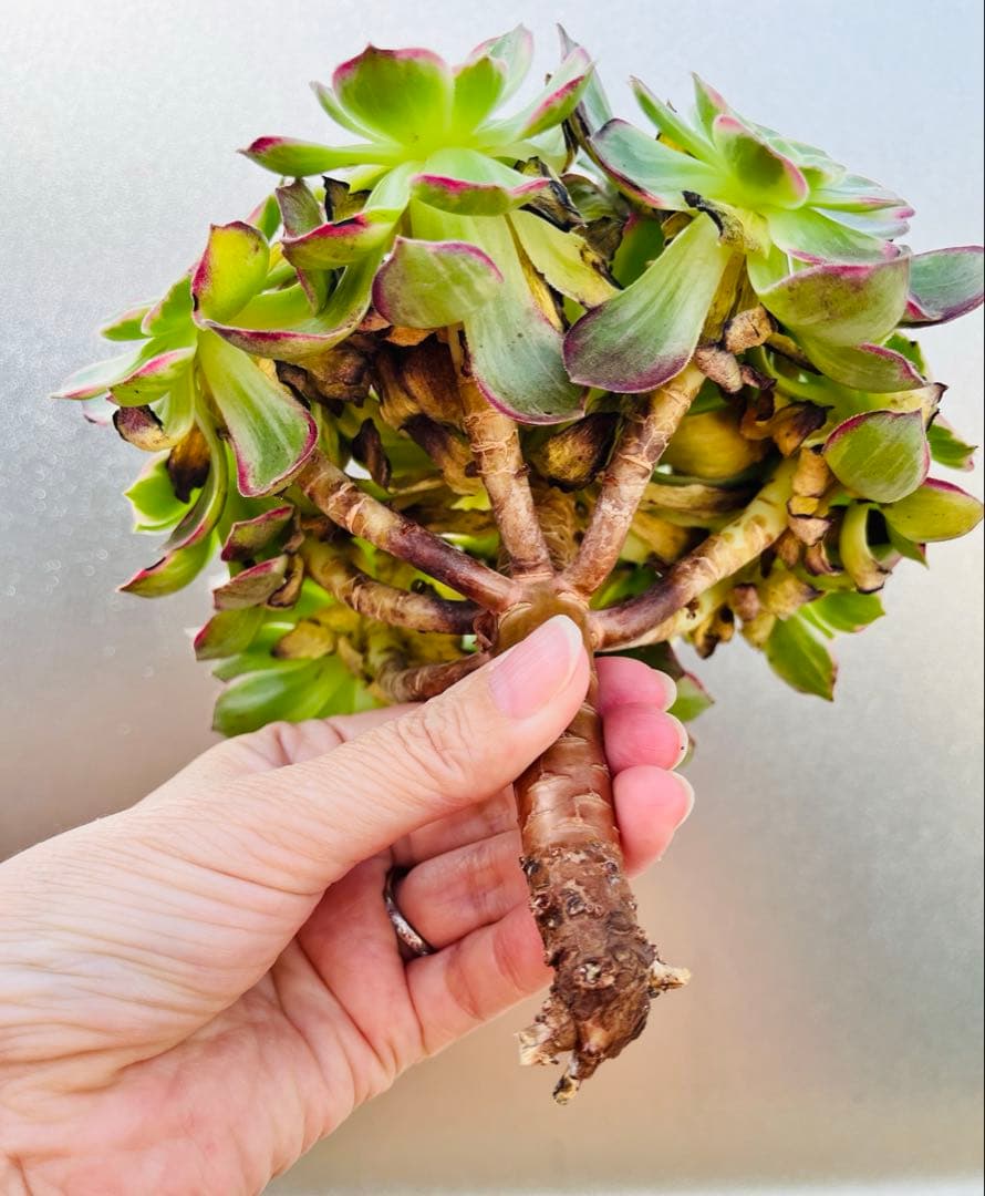 51.【現品　そのまま発送】「カラフルランターンズ」葉焼け・傷有り　立派な大群生