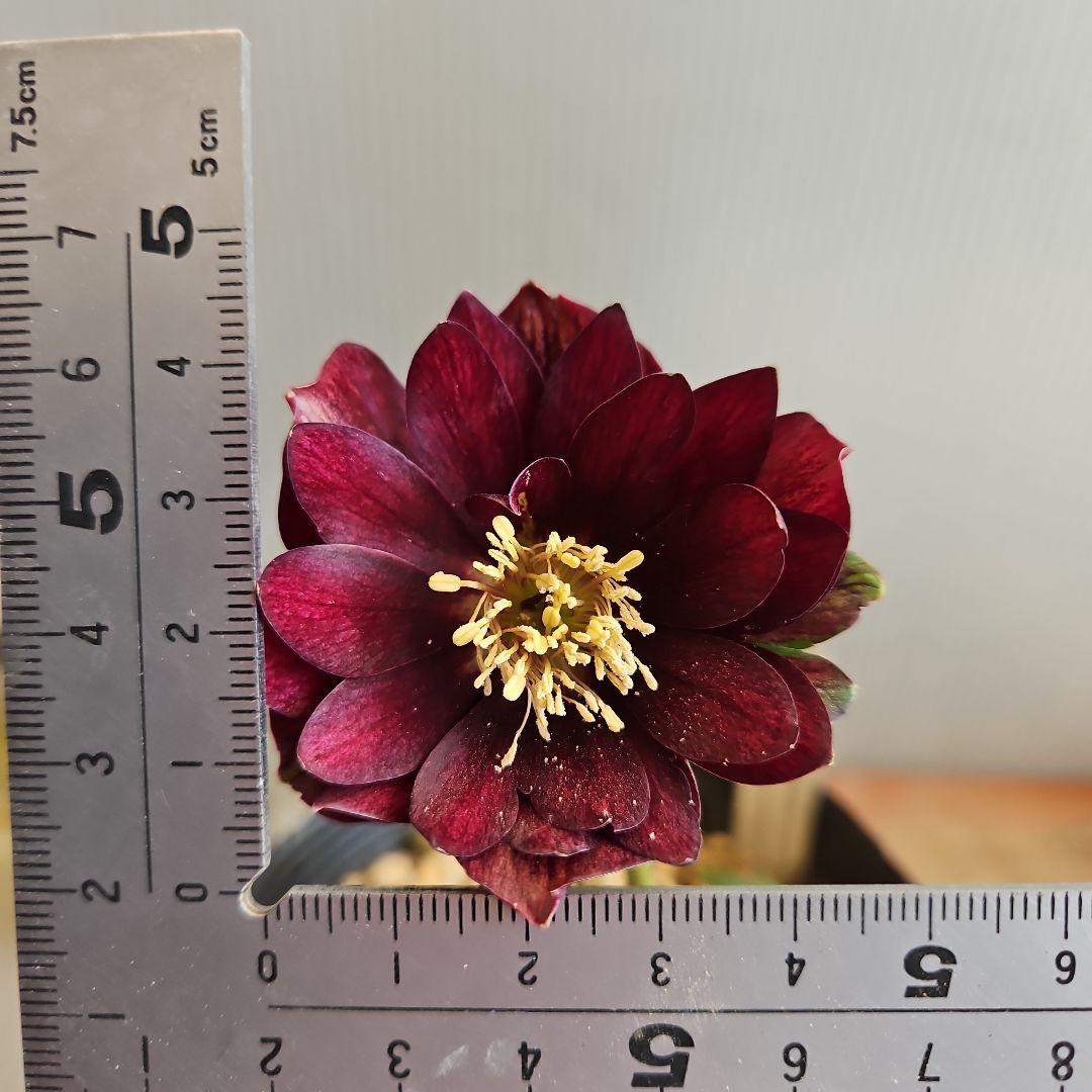 ㉖-421クリスマスローズ