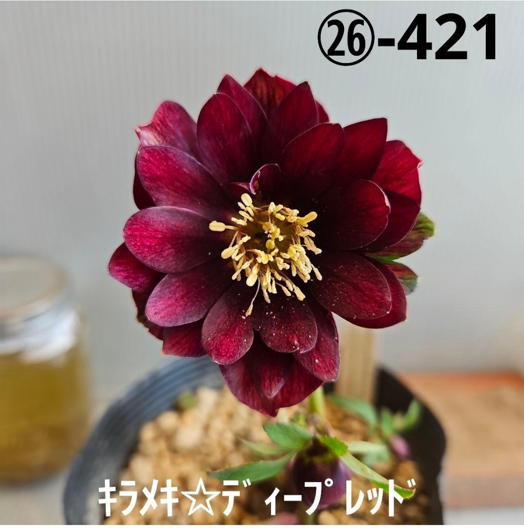 ㉖-421クリスマスローズ