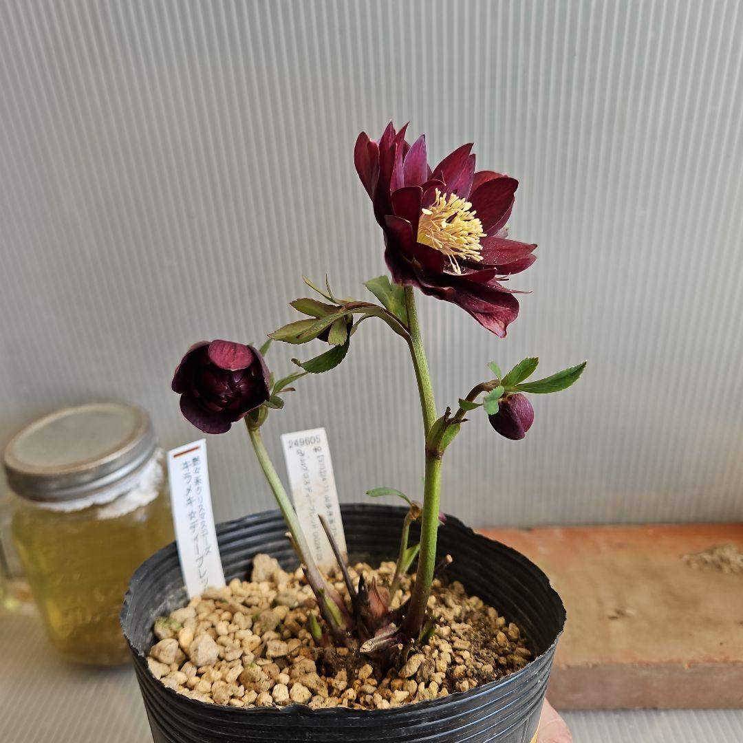 ㉖-421クリスマスローズ