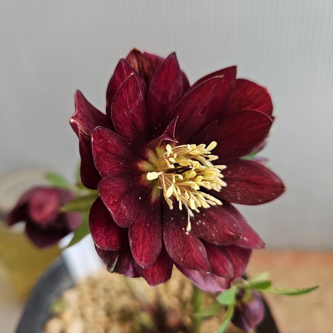 ㉖-421クリスマスローズ