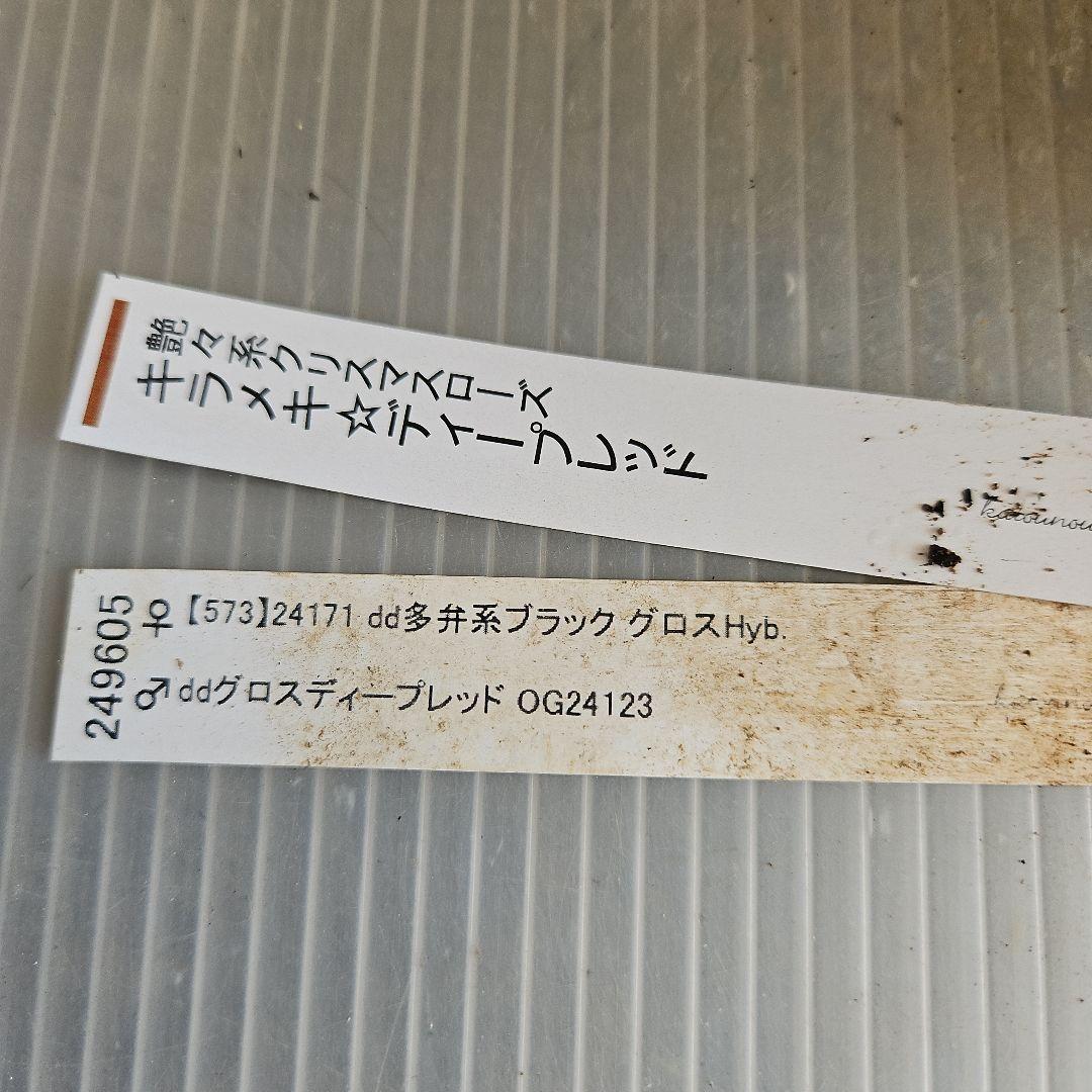 ㉖-421クリスマスローズ