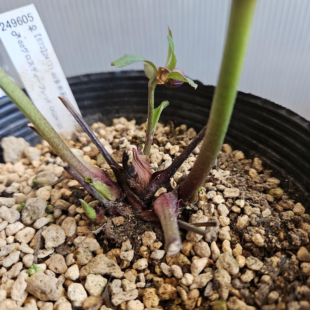 ㉖-421クリスマスローズ