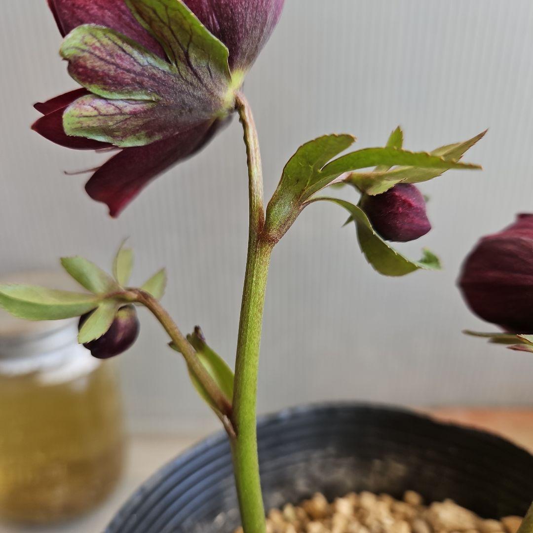 ㉖-421クリスマスローズ