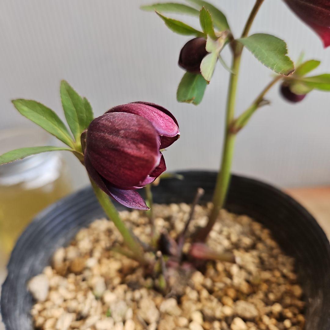 ㉖-421クリスマスローズ